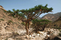 boswellia sacra frankincense tree botanical variety für home garden growing