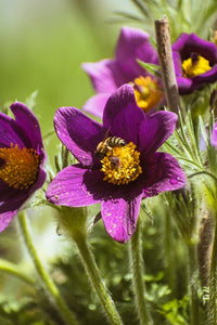 Violett Pasque Blumensamen zur Aussaat – Bestäuber freundlich – Traditionssorte & ohne Gentechnik Samen Hausgarten