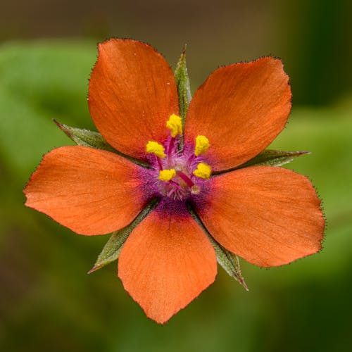 Semi di pimpinella scarlatta arancione da seminare, con fiori luminosi annuali