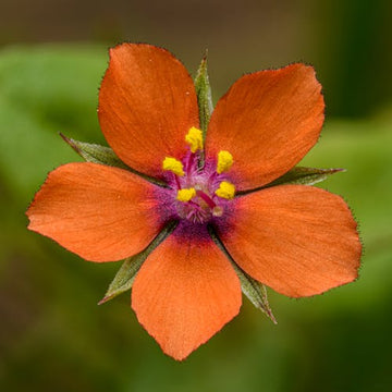 Orange Pimpernel Scarlet Blumensamen zur Aussaat leuchtend einjährig Blüten