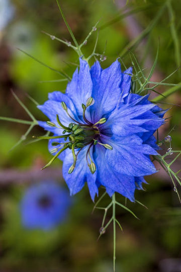 Love in a mist blume samen for anpflanzung fragrant blossoms heirloom & gmo free samen for home garten 
 
 sale for anpflanzung in home garten