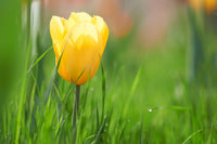 Tulpe Blumensamen zur Aussaat – robust Sorte – Traditionssorte & ohne Gentechnik Samen Hausgarten