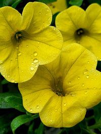 Gelb petunia blume samen for anpflanzung - perfect for borders, heirloom & gmo free samen for home garten
 
 sale samen for anpflanzung in home garten