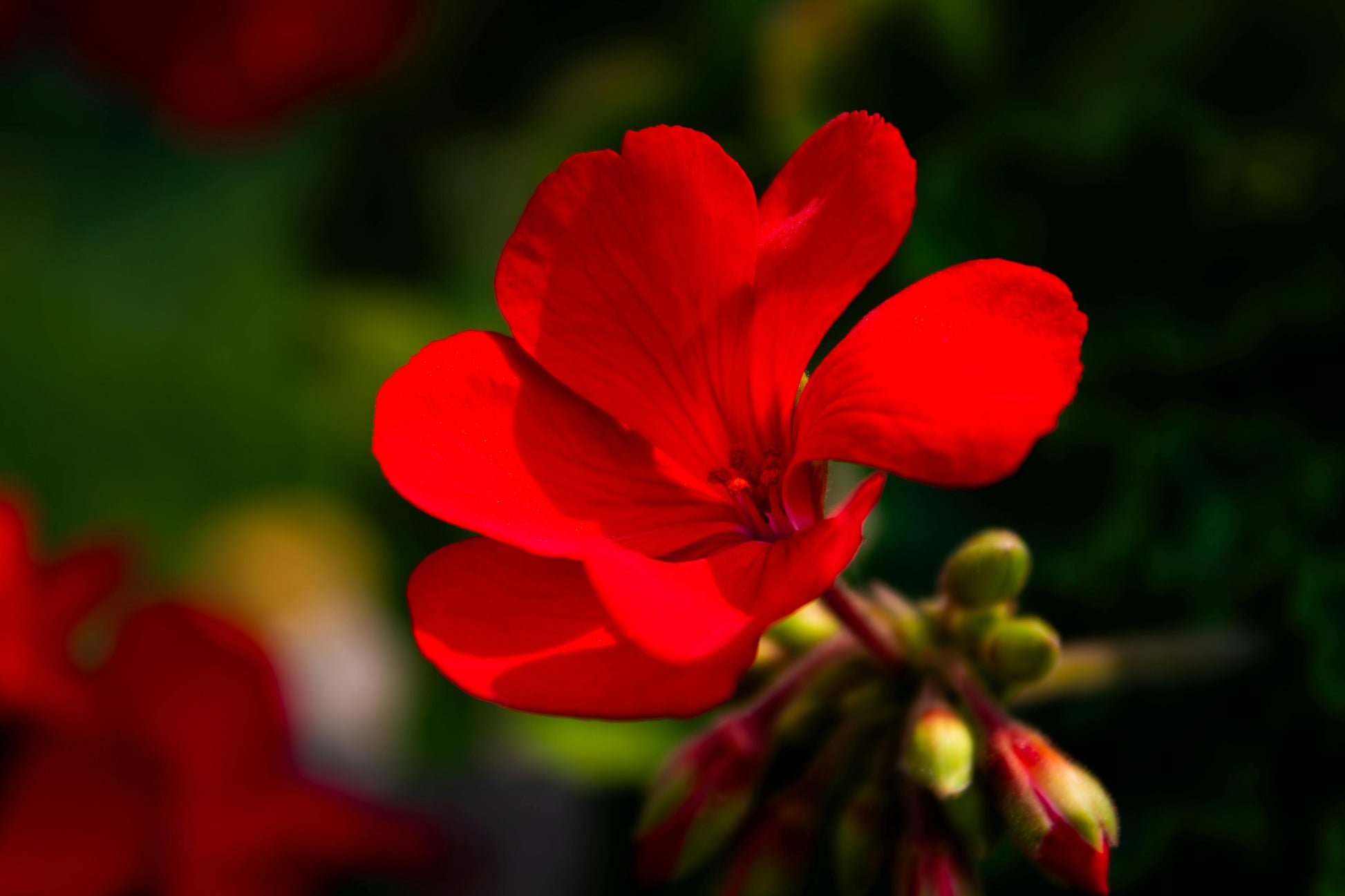 Geum Blume Samen zur Aussaat leuchtend mehrjährige Blüten für Ihren Garten