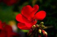 Geum Blume Samen zur Aussaat leuchtend mehrjährige Blüten für Ihren Garten