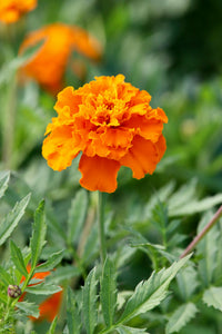 Orange Studentenblume Blumensamen zur Aussaat duftend Blüten Traditionssorte & ohne Gentechnik Samen Hausgarten
