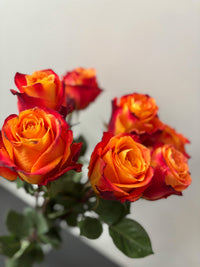 Orange Gelb Rose Blumensamen zur Aussaat Drought verträglich Traditionssorte & ohne Gentechnik Samen Hausgarten
