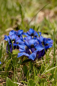 Alpine Blumensamen zur Aussaat – Landhaus Garten wichtig – Traditionssorte & ohne Gentechnik Samen Hausgarten
