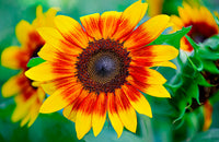 Gelb Rot Sonnenblume Samen zur Aussaat – verschönert Garten