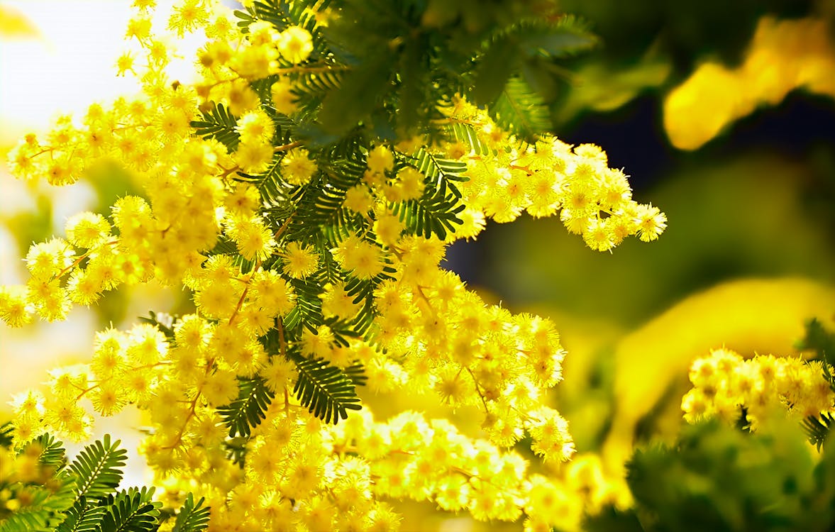 Acacia Baileyana Blumensamen zur Aussaat – Schnitt Blume beliebt – Traditionssorte & ohne Gentechnik Samen Hausgarten