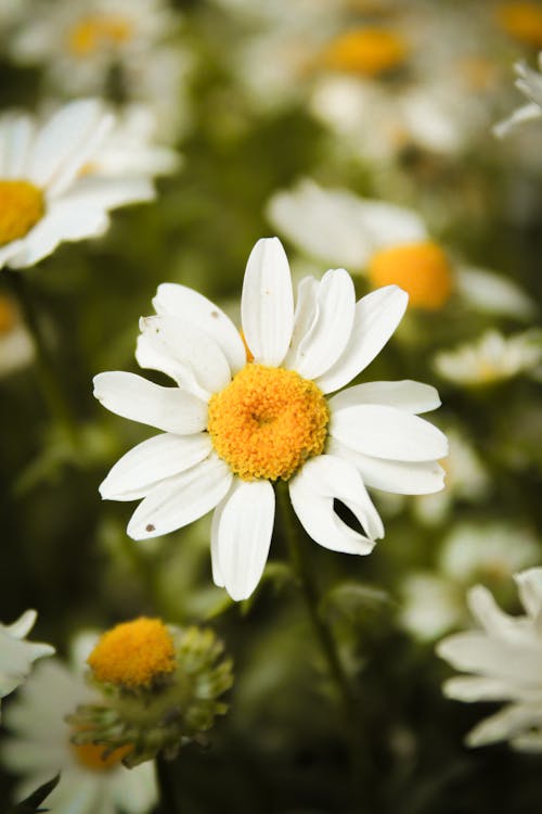 Weiß German duftend Blumensamen zur Aussaat – saisonal Dauerblüher – Traditionssorte & ohne Gentechnik Samen Hausgarten