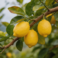 Amalfi Zitronen Samen – Fruchtpflanze für den Anbau im Garten und Topf
