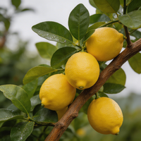 Italienische Amalfi-Zitrone Samen – Fruchtsorte für den Anbau im Garten