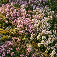 Kriechender Thymian Blumensamen Mischung – Bodendeckende Pflanze für den Garten