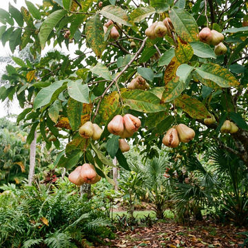 Wasserapfel (Rosenapfel) Samen – Tropische Fruchtsamen für den Garten