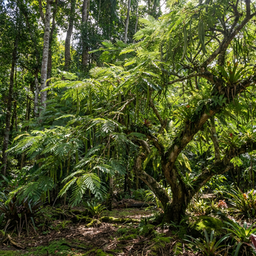 Eisbohnenbaum Samen (Inga edulis) – Tropische Pflanze für den Garten