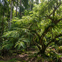 Inga Edulis Samen – Tropische Fruchtbaum-Samen für den Hausgarten