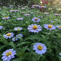 Himmelblaue Zinnien Samen – Zierblumen für den Garten