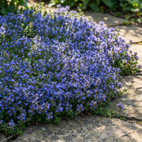 Blau Creeping Thyme Blumensamen zur Aussaat – Traditionssorte ohne Gentechnik Samen Keimung biologisch Garten Bodendecker
