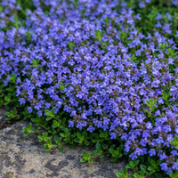 Blau Creeping Thyme Blumensamen zur Aussaat – Traditionssorte ohne Gentechnik Samen Keimung biologisch Garten Bodendecker