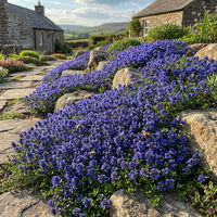 Blau Creeping Thyme Blumensamen Hausgarten Bodendecker und Landscape Use