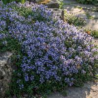 Thymus serpyllum Blau Creeping Thyme Blumensamen Garten Bodendecker
