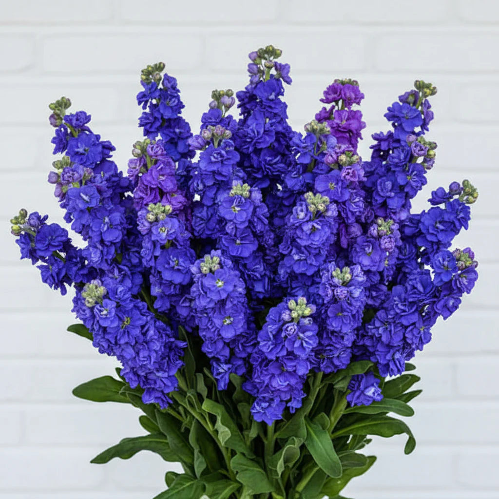 Blau Gilly Blumensamen zur Aussaat – Drought verträglich – Traditionssorte & ohne Gentechnik Samen Hausgarten