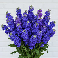 Blau Gilly Blumensamen zur Aussaat – Drought verträglich – Traditionssorte & ohne Gentechnik Samen Hausgarten
