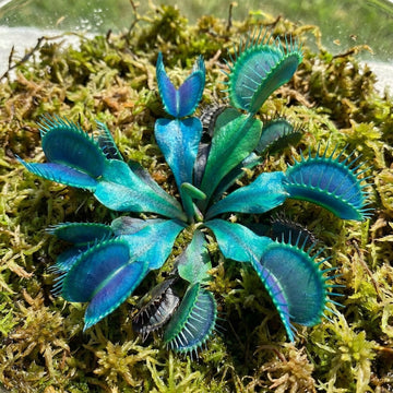 Blau Grün Venus Fly Trap Samen zur Aussaat – Traditionssorte – ohne Gentechnik – Keimung Carnivorous Pflanzensamen