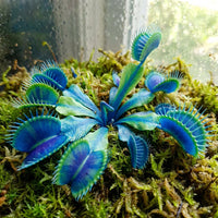 Blau Grün Venus Fly Trap Samen zur Aussaat – Traditionssorte – ohne Gentechnik – Keimung Carnivorous Pflanzensamen