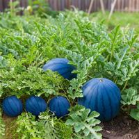 Bio Samen Blaue Wassermelone zum Anpflanzen – Traditionelle Sorte, nicht gentechnisch verändert