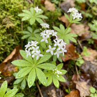 Waldmeister Samen – Duftende Blühpflanze für den Garten