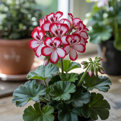 Rot Weiß Pelargonium Blumensamen zur Aussaat – lang Blüte Saison – Traditionssorte & ohne Gentechnik Samen Hausgarten