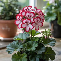 Rot Weiß Pelargonium Blumensamen zur Aussaat – lang Blüte Saison – Traditionssorte & ohne Gentechnik Samen Hausgarten