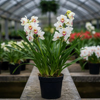 Weiß Mischung Cymbidium Maxillaria Blumensamen zur Aussaat sonnenliebend Traditionssorte & ohne Gentechnik Samen Hausgarten