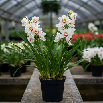 Weiß Mischung Cymbidium Maxillaria Blumensamen zur Aussaat sonnenliebend Traditionssorte & ohne Gentechnik Samen Hausgarten