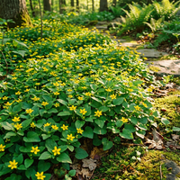 Chrysogonum Virginianum Blumensamen – Mehrjährige Pflanze für den Garten