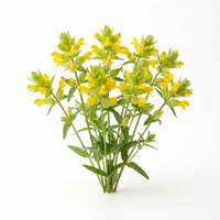 Gelbe Klappertopf Blumensamen – Wildblumen für Wiesen und naturnahe Gärten