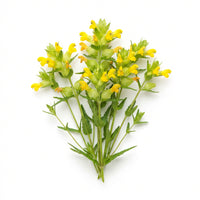 Gelbes Klappertopf Samen – Wildblumen für Naturgärten und Wiesen