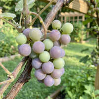 Cotton Candy Trauben Samen – Süße Trauben für den Anbau im Hausgarten