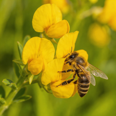 100 Stück