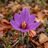 Crocus Sativus Blumensamen – Safran-Krokus für den Anbau im Garten
