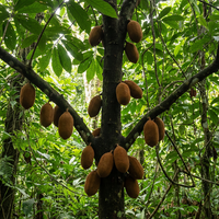 Cupuacu (Theobroma) Samen – Tropische Fruchtpflanze für den Anbau im Garten