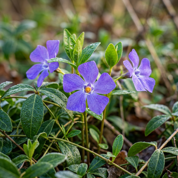 Vinca Minor Blumensamen – Immergrüne Bodendeckerpflanze für den Garten