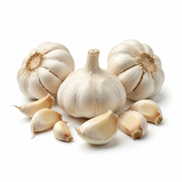 Elefantenknoblauch Samen Weiß – Große Knollen für den Anbau im Garten