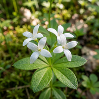 Waldmeister Blumensamen – Duftende Blüten für den Garten