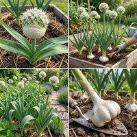 Elephant Knoblauch Weiß Bulb Samen for Home Garden and Culinary Growing