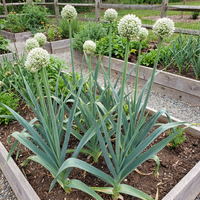 Elephant Knoblauch Samen zum Pflanzen, Weiß – Traditionell, Non-GMO, High Germination Organic Garden Samen