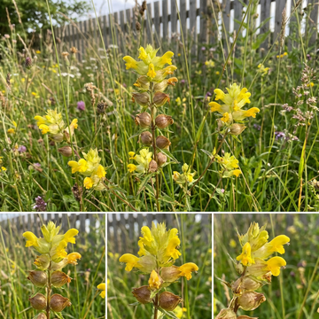 Rhinanthus minor Gelb Rattle Blumensamen Meadows – Wildblume Lawns – und Bestäuber-freundlich Landscapes