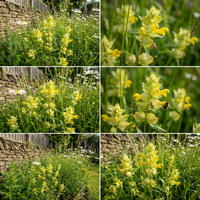 Gelb Rattle Blumensamen Meadows – Wildblume Areas – und Natural Garten Landscapes